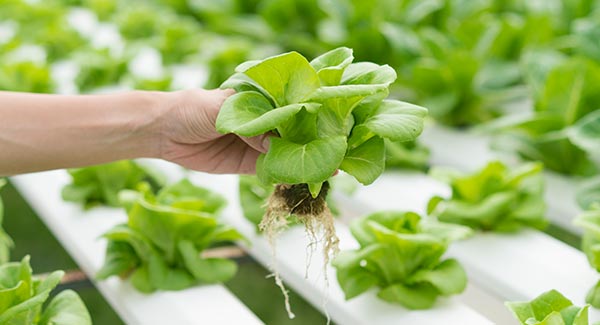 Hydroponics Articles 